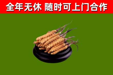广汉市回收散虫草